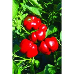 Kabala F1  precíziós mag