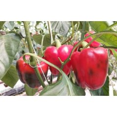 Sensei F1 precíziós mag