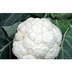 Korlanu F1 precíziós mag