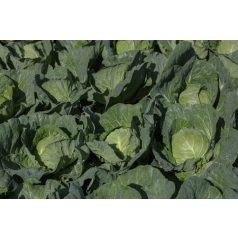 Vettel F1   precíziós mag