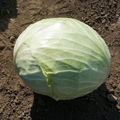 Katator F1  precíziós mag