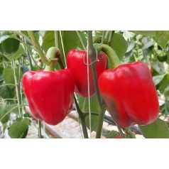 Hokkaido F1 precíziós mag