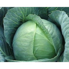 Triperio F1  precíziós mag