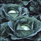 Agressor F1  precíziós mag