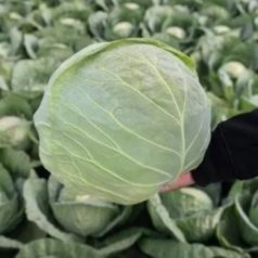 ALINA F1 (10C2145 F1)