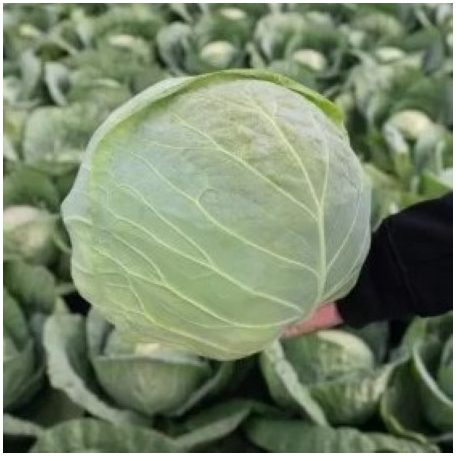 ALINA F1 (10C2145 F1)