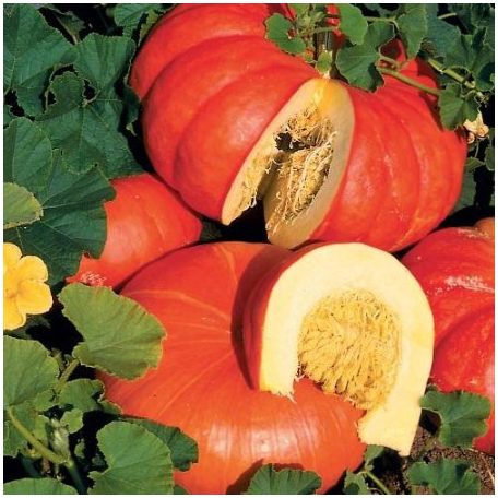 ROUGE VIF D’ETAMPES