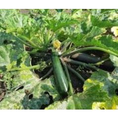 PARTY (ISI 76 143) F1