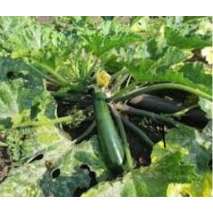 AURELIO (ISI 76 215) F1