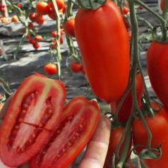 SAN MARO F1 (SU 156/16)