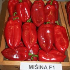 MISINA F1