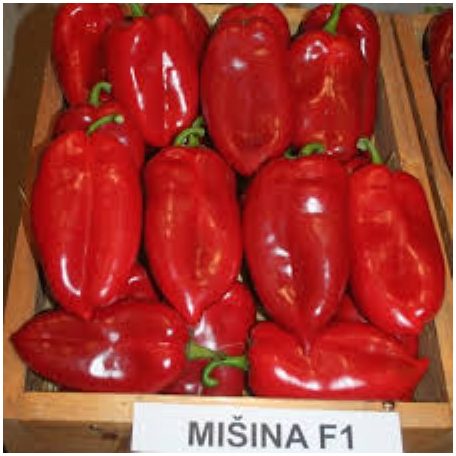 MISINA F1