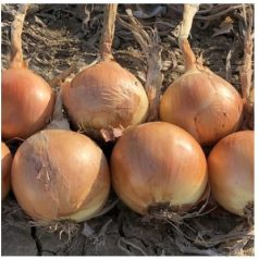 HESSONITE (MSX 101005) F1