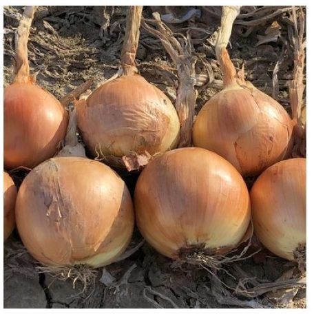 HESSONITE (MSX 101005) F1