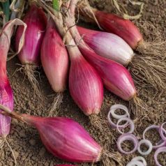 ROUGE LONG DE FLORENCE