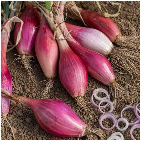 ROUGE LONG DE FLORENCE