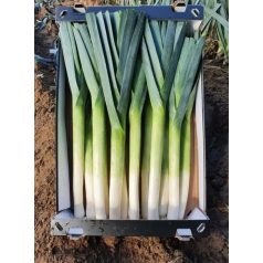 FALCON F1  pillírozott