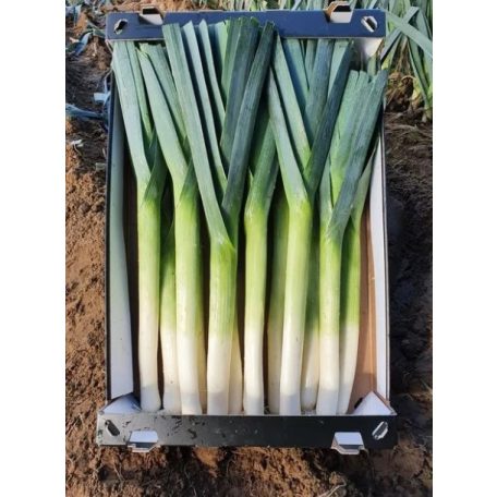 FALCON F1  pillírozott