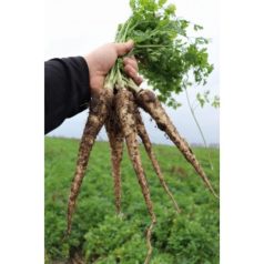 NAVAJO precíziós, előcsíráztatott