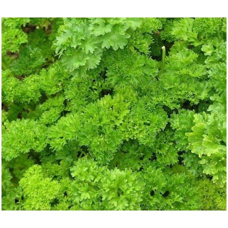 CHEYENNE precíziós