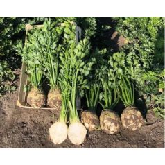 CALGARY F1 (NOV 8296 AG) pillírozott, előcsíráztatott