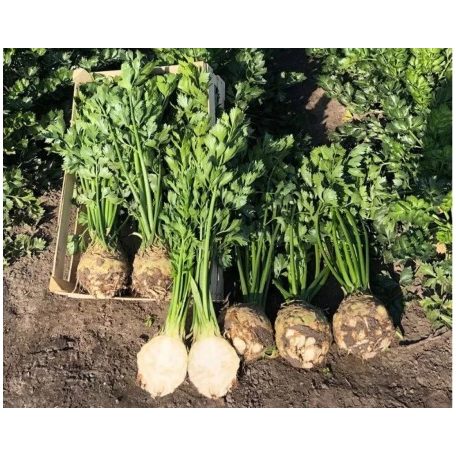 CALGARY F1 (NOV 8296 AG) pillírozott, előcsíráztatott