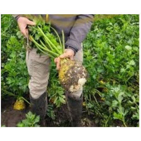 BOSTON F1 pillírozott, előcsíráztatott