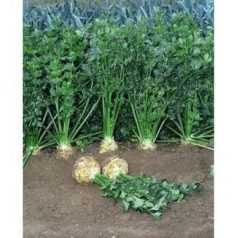 PRINZ pillírozott, előcsíráztatott