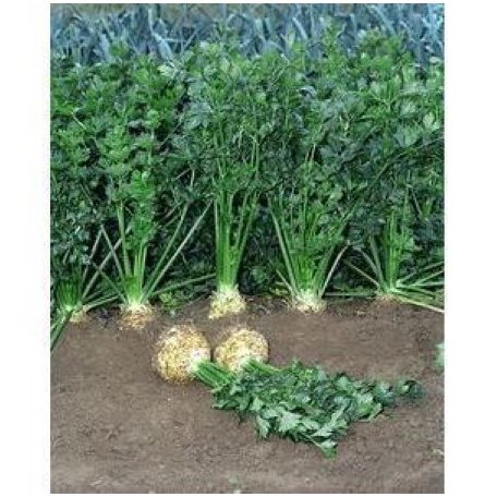 PRINZ pillírozott, előcsíráztatott