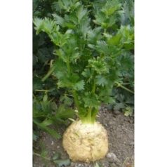 MENTOR pillírozott, előcsíráztatott