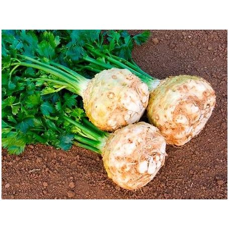 ALPHA pillírozott, előcsíráztatott