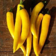 GIALLO YELLOW HORN
