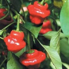 JAMAICAN ROSSO 