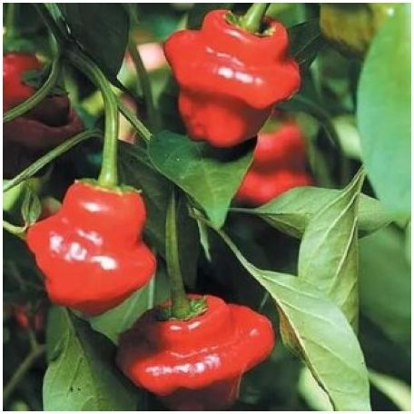 JAMAICAN ROSSO 