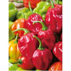 HABANERO RED 