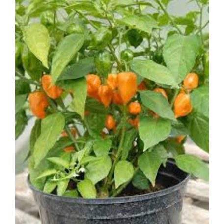 HABANERO ORANGE 