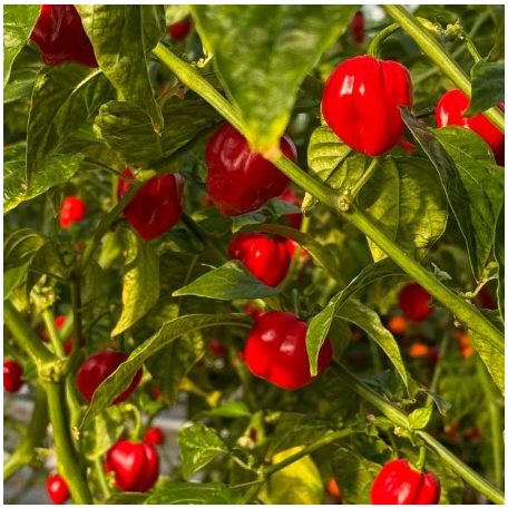 HABANERO RED SAVINA