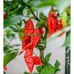 NAGA (BHUT) JOLOKIA RED