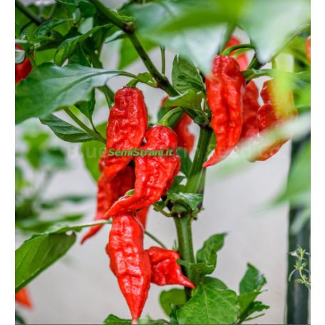 NAGA (BHUT) JOLOKIA RED