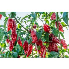 NAGA MORICH 