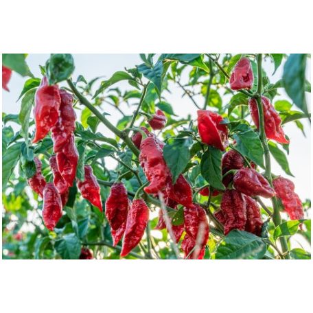 NAGA MORICH 