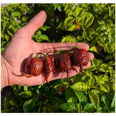 CAROLINA REAPER CHOCOLATE