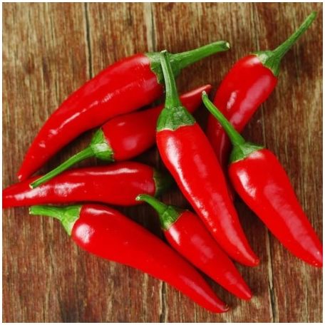 JALAPENO 