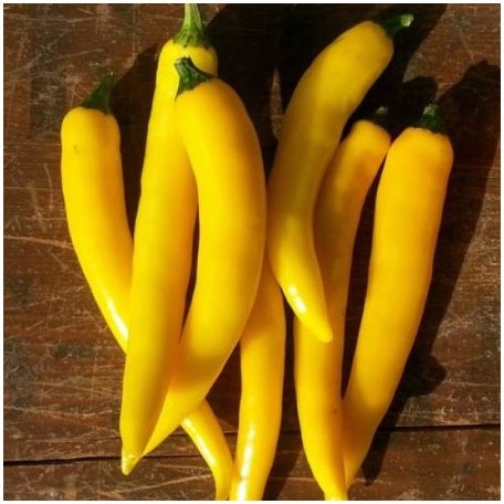 GIALLO YELLOW HORN