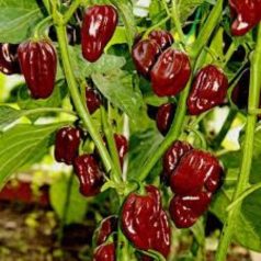 HABANERO CHOCOLATE