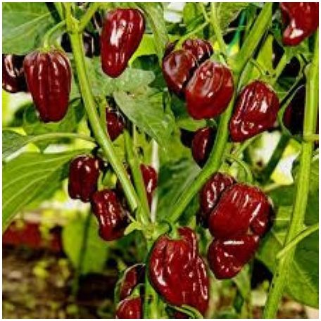 HABANERO CHOCOLATE
