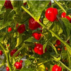 HABANERO RED SAVINA