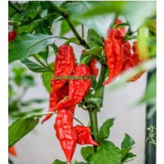 NAGA (BHUT) JOLOKIA RED