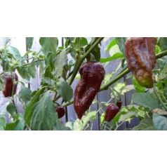 BHUT JOLOKIA CHOCOLATE