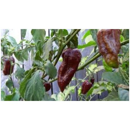 BHUT JOLOKIA CHOCOLATE
